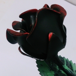 Róża kuta